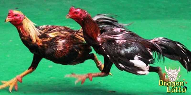 ไก่ชน